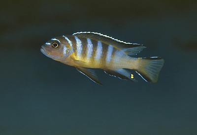Cynotilapia sp. 'elongatus chitimba' Chitimba Bay Deep